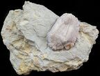 Large Blastoid (Pentremites) Fossil - Illinois #45018-1